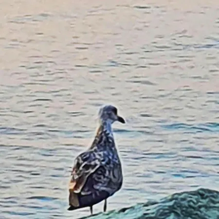 Le Panoramique.vue Mer.bastia Bastia (Corsica)
